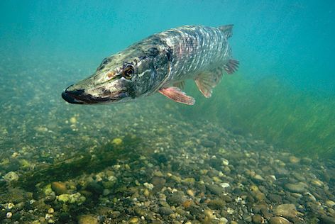 BROCANTE PÊCHE - Le top pour tous les mordus à Auch